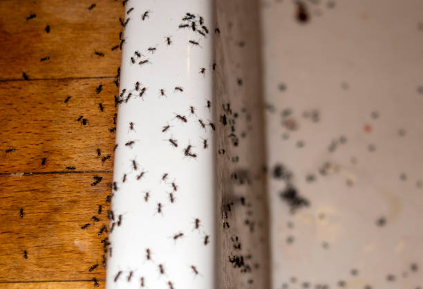 Reliable Lakewood Clu, MI Pest Control Solutions