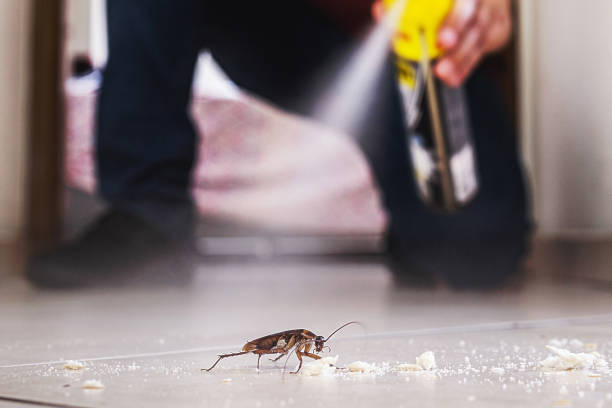 Best Spider Control Near Me  in Lakewood Clu, MI